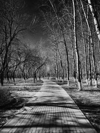 Footpath amidst bare trees