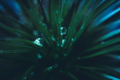 Full frame shot of water drops on leaf