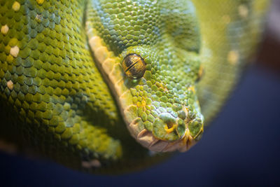 Close-up of snake