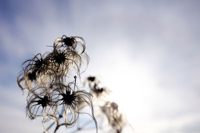 Close-up of butterfly on flower against sky