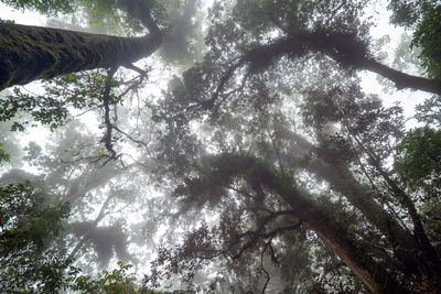 Low angle view of trees in forest