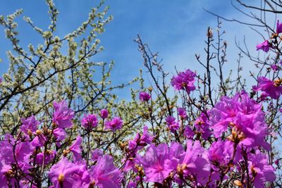 Close-up of pink flowers