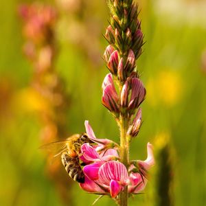 Bee is eating nectar from a pink flower