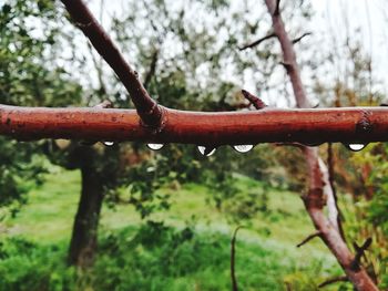 Close-up of metal against trees