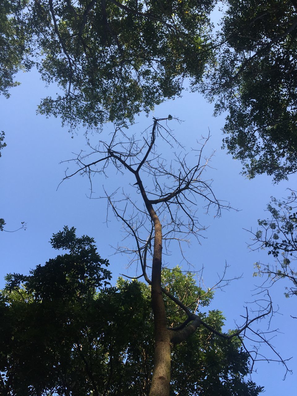 tree, nature, growth, branch, beauty in nature, low angle view, sky, tranquility, clear sky, no people, outdoors, day, scenics