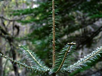 Close-up of fern tree