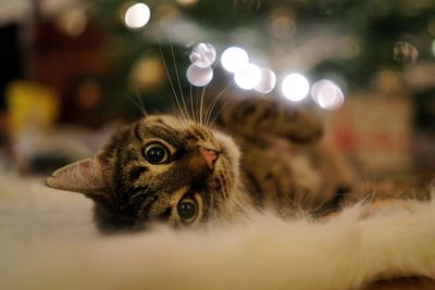 Close-up portrait of a cat