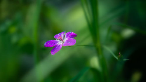 Close-up of iris blooming outdoors
