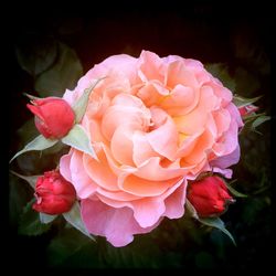 Close-up of pink rose