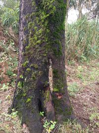 Close-up of tree trunk in forest