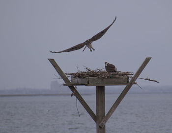 Bird flying over sea against sky