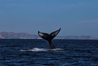 Whale swimming in sea