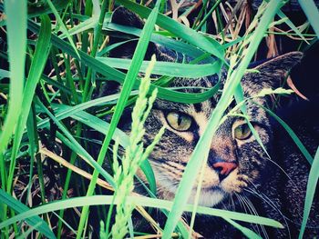 High angle view of cat on field