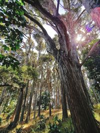 Low angle view of trees against sky