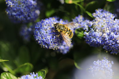 Close-up of bee pollinating on purple flower