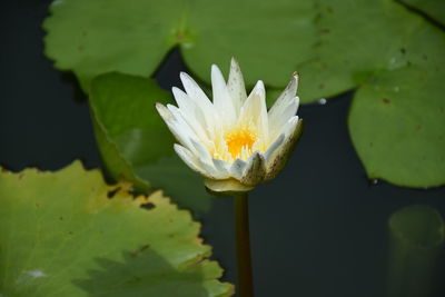 Close-up of lotus water lily in pond