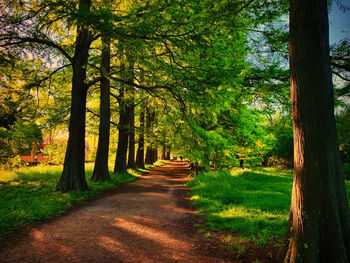 Footpath amidst trees in forest