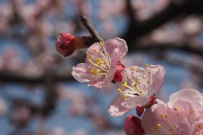 Close-up of cherry blossoms growing outdoors
