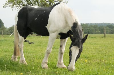 Horse grazing in field