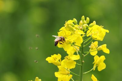 Close-up of bee pollinating on yellow flower