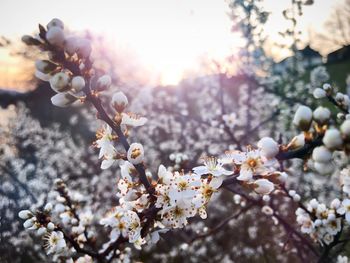 Close-up of cherry blossoms in spring