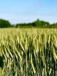 Close-up of wheat field against sky