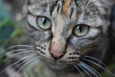 Close-up portrait of cat