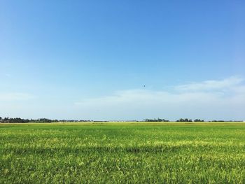 Scenic view of agricultural field against clear blue sky