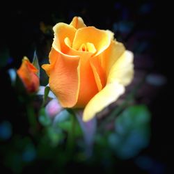 Close-up of yellow rose