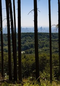 Trees on field in forest against sky