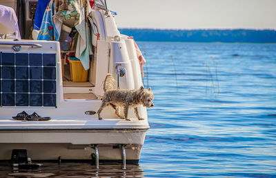 View of a dog on the sea