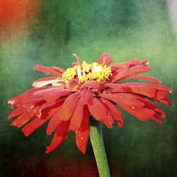 Close-up of red flower
