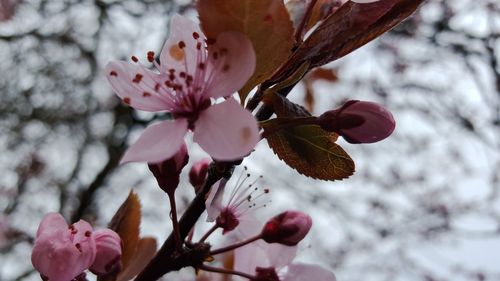 Close-up of pink cherry blossom