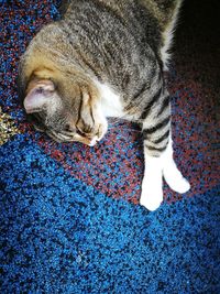 Close-up of animal sleeping on rug