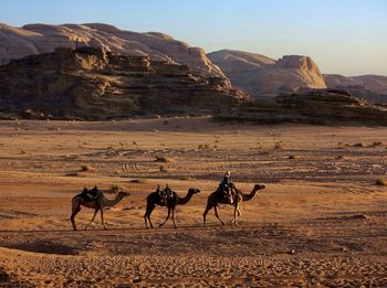 Horses on desert