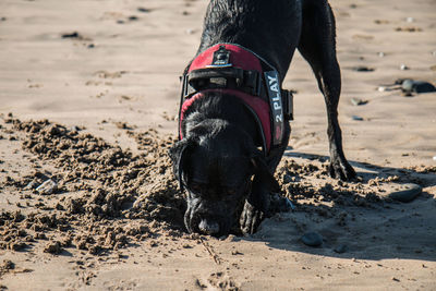 Black dog playing with sand at beach