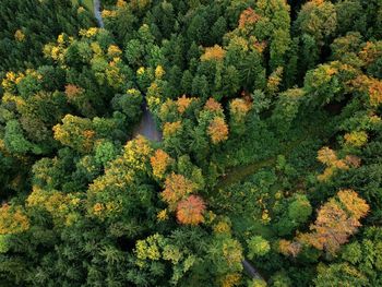 High angle view of plants growing in forest