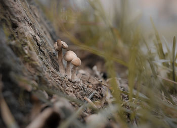 Close-up of mushroom growing on field