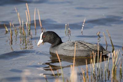 Birds swimming in lake