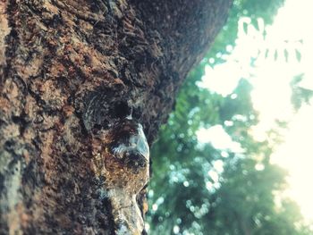 Low angle view of tree trunk against sky