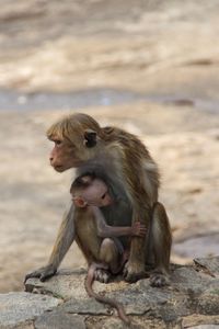 Monkey sitting on rock