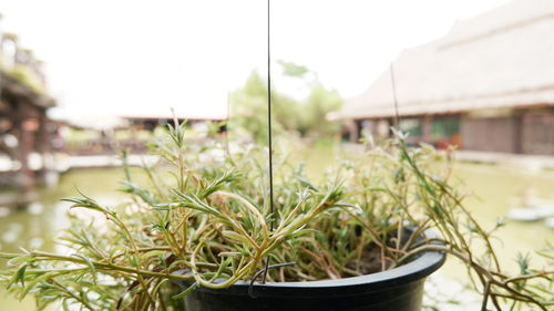 Close-up of potted plant against building