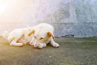 View of a dog sleeping