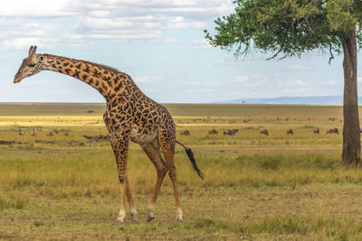 Giraffe in a field