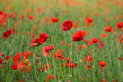Close-up of red poppy flowers in field