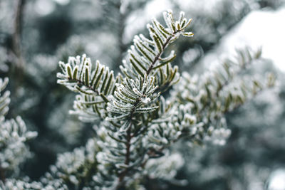 Close-up of pine tree during winter