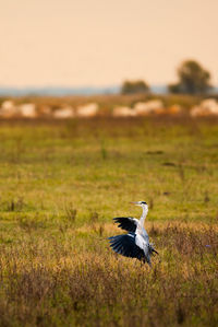 Bird flying over a field