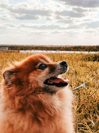 Close-up of a dog on field