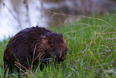 Close-up of rodent on grassy field