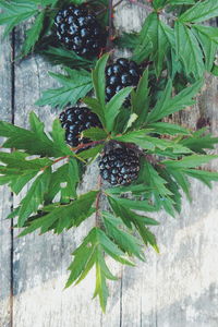 Close-up of leaves